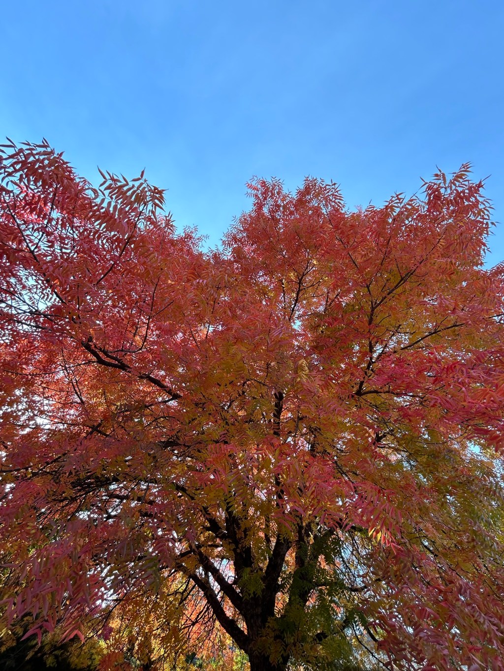 Joys Bought with&nbsp;Agonies